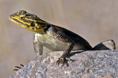 Namib Rock Agama