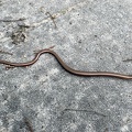Common Slowworm