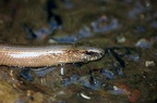 Common Slowworm