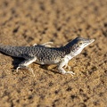 Reticulate Sand Lizard