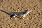 Reticulate Sand Lizard