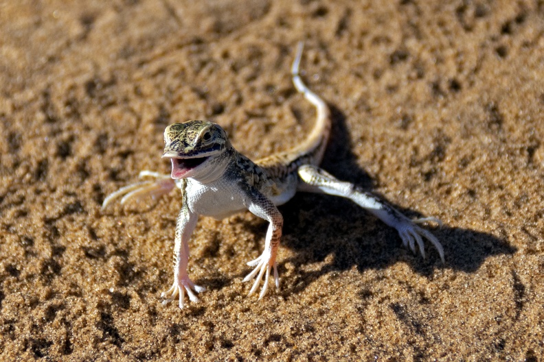 English: Shovel-snouted Lizard
Nederlands: -
Français: -
Deutsch: -
Español: -
Scientific: Meroles anchietae
Location: Namibia, Erongo, , Swakopmund
Captive/cultivated: No
Camera: NIKON D7200, Lens: 18.0-300.0 mm f/3.5-6.3, Exposure time: 5000sec., f-Stop: f/6.0, ISO Value: 800 3963070000049340000000397340000000541000000002499000_01.jpg