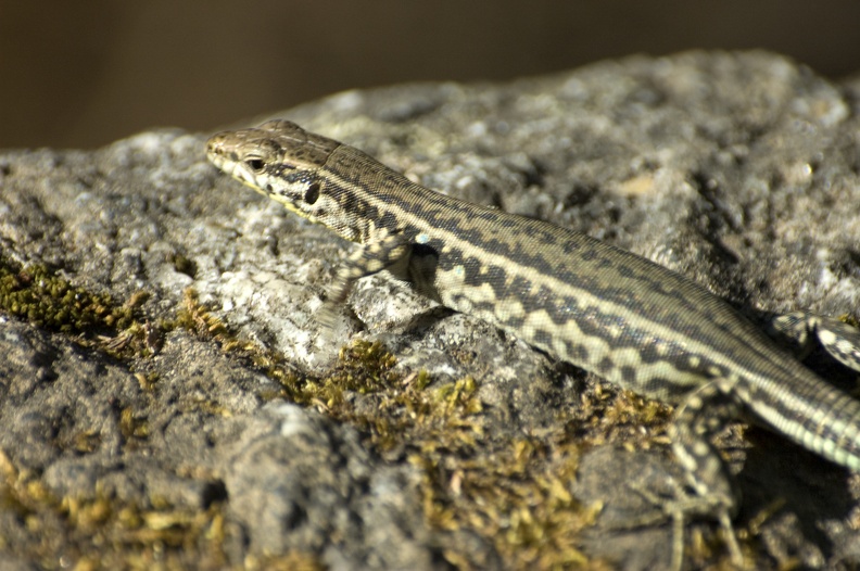 English: Tyrrhenian Wall Lizard
Nederlands: Tyrreense Muurhagedis, Tyrrheense Muurhagedis
Français: Lezard tiliguerta, Lézard tyrrhénien
Deutsch: Tyrrhenische Mauereidechse
Español: Lagartija Tirrena
Scientific: Podarcis tiliguerta
Location: France, Corsica, Departement de la Haute-Corse, Corte
Captive/cultivated: No
Camera: NIKON D70s, Lens: 70.0-300.0 mm f/4.0-5.6, Exposure time: 320sec., f-Stop: f/8.0, ISO Value: 400 3963070000049340000000397670000000261000000000001000_01.jpg