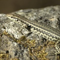 Tyrrhenian Wall Lizard