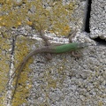 Italian Wall Lizard