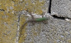 Italian Wall Lizard