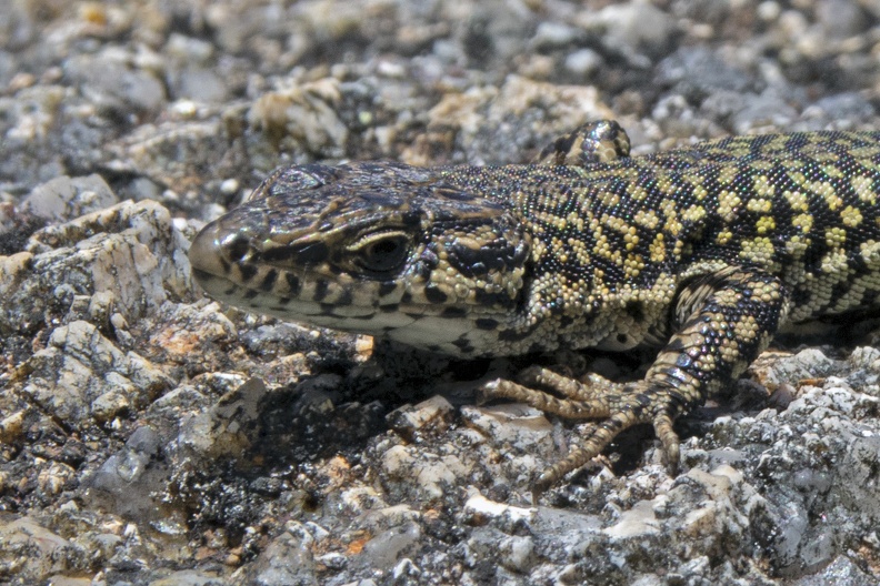 English: Guadarrama Wall Lizard
Nederlands: Guadarramamuurhagedis
Français: Lézard de Guadarrama
Deutsch: -
Español: Lagartija lusitana
Scientific: Podarcis guadarramae
Location: Portugal, Braga, Vieira do Minho, Real
Captive/cultivated: No
Camera: NIKON D7200, Lens: 18.0-300.0 mm f/3.5-6.3, Exposure time: 200sec., f-Stop: f/18.0, ISO Value: 400 3963070000049340000000397670000000261000000008065000_01.jpg