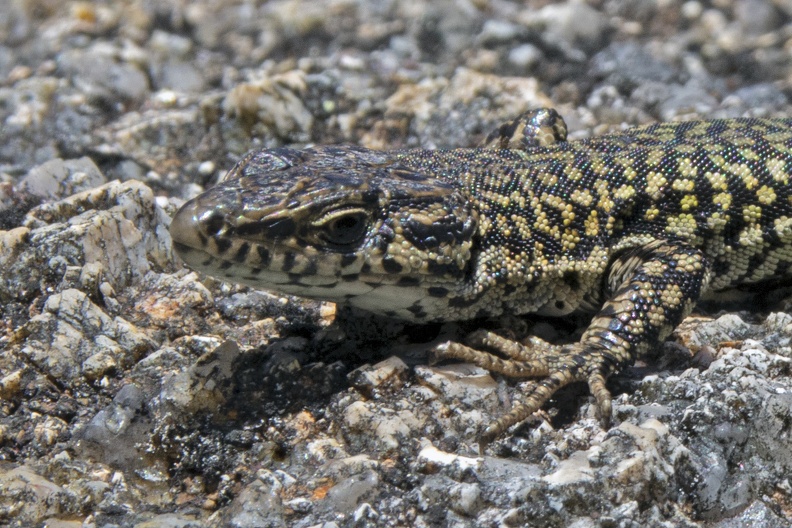 Guadarrama Wall Lizard