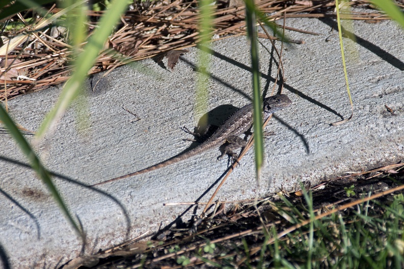 English: Pacific blue-bellied lizard, Western Fence Lizard, blue belly
Nederlands: Westelijke haagleguaan
Français: Lézard des palissades
Deutsch: Westlicher Stachelleguan
Español: Bejori de Cerca Occidental, Lagartija Espinosa de Cerca del Occidental, Lagartija espinosa del Noroeste
Scientific: Sceloporus occidentalis
Location: United States, California, San Diego County, La Mesa
Captive/cultivated: No
Camera: NIKON D7200, Lens: 18.0-300.0 mm f/3.5-6.3, Exposure time: 2000sec., f-Stop: f/6.3, ISO Value: 400 3963070000049340000000496010000000499000000002884000_01.jpg