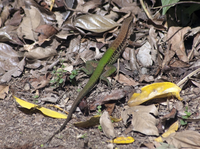 English: Amazon Racerunner, Blue Ameiva, Giant Ameiva, Green Jungle Runner
Nederlands: Gewone Ameiva
Français: Ameive commun
Deutsch: Grüne Ameive
Español: Ameiva gigante, Lagarto verde
Scientific: Ameiva ameiva
Location: Peru, Cusco, Provincia de Paucartambo, Pillcopata
Captive/cultivated: No
Camera: NIKON D70s, Lens: 70.0-300.0 mm f/4.0-5.6, Exposure time: 800sec., f-Stop: f/8.0, ISO Value: 500 3963070000049340000000595010000000153000000000715000_01.jpg
