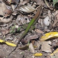 Giant Ameiva