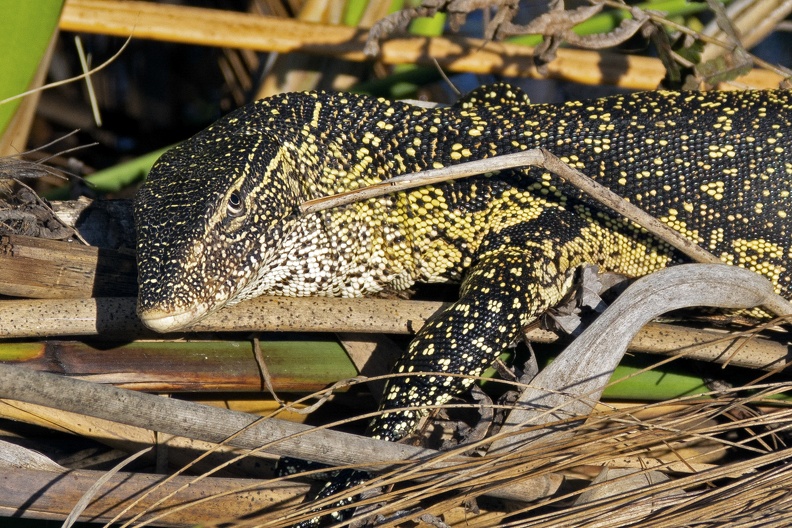 English: Leguan, Nile Monitor, Nile monitor lizard, Ornate monitor, Water Leguaan
Nederlands: Nijlvaraan
Français: Varan du Nil
Deutsch: Nilwaran, Regenwald-Nilwaran
Español: Monitor del Nilo
Scientific: Varanus niloticus
Location: Namibia, Zambezi, , Katima Mulilo
Captive/cultivated: No
Camera: NIKON D7200, Lens: 18.0-300.0 mm f/3.5-6.3, Exposure time: 1000sec., f-Stop: f/8.0, ISO Value: 400 3963070000049340000000661000000000001000000006721000_01.jpg