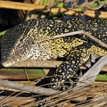 Nile Monitor