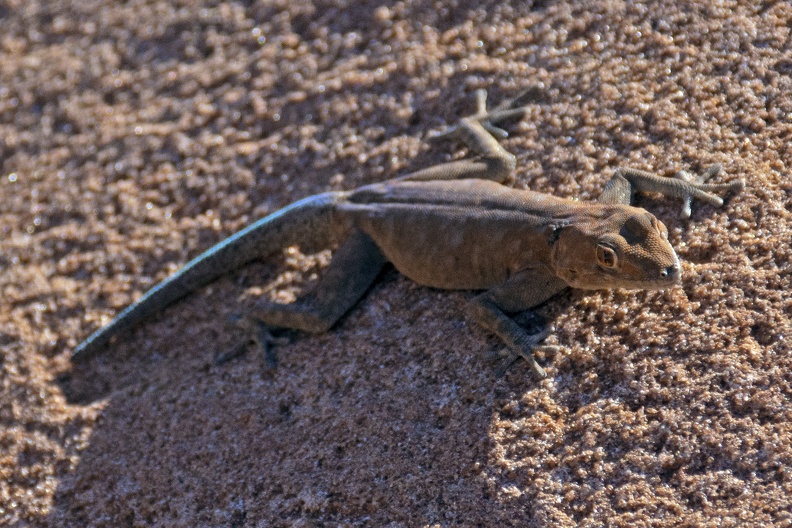 English: Boulton's Namib Day Gecko
Nederlands: -
Français: -
Deutsch: -
Español: -
Scientific: Rhoptropus boultoni
Location: Namibia, Kunene, , Khorixas
Captive/cultivated: No
Camera: NIKON D7200, Lens: 18.0-300.0 mm f/3.5-6.3, Exposure time: 2500sec., f-Stop: f/6.3, ISO Value: 800 3963070000049341000000001000000000290000000008889000_01.jpg