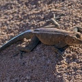 Boultons Namib Day Gecko
