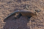 Boultons Namib Day Gecko