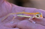 Namib Sand Gecko