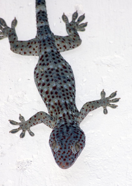 English: Great House Gecko, Red-spotted Tokay Gecko, Tokay, Tokay Gecko
Nederlands: Tokeh
Français: Gecko tokay
Deutsch: Tokeh
Español: Geco tokay
Scientific: Gekko gecko
Location: Lao People's Democratic Republic, Louangphabang, , Louangphabang
Captive/cultivated: No
Camera: NIKON D70s, Lens: 70.0-300.0 mm f/4.0-5.6, Exposure time: 500sec., f-Stop: f/10.0, ISO Value: 640 3963070000049341000000001000000000630000000002542000_01.jpg