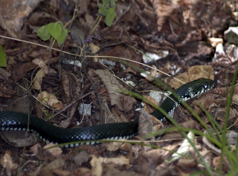 English: Cyprus Grass Snake, grass snake
Nederlands: Ringslang
Français: Couleuvre à collier
Deutsch: Hausschlange, Kuk, Ringelnatter, Schnake, Schwimmnatter, Wassernatter
Español: Culebra de Collar
Scientific: Natrix natrix
Location: Croatia, Licko-Senjska, , Jezerce
Captive/cultivated: No
Camera: NIKON D70s, Lens: 70.0-300.0 mm f/4.0-5.6, Exposure time: 60sec., f-Stop: f/5.6, ISO Value: 400 3963070000049670000000034010000000469000000007997000_01.jpg