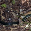 grass snake