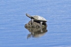 Helmeted Turtle
