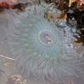 Starburst anemone