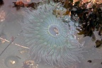 Starburst anemone