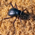 Head stander beetle