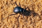 Head stander beetle