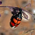 Mylabris oculata