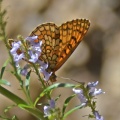 Westelijke parelmoervlinder
