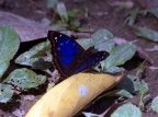Menelaus blue morpho