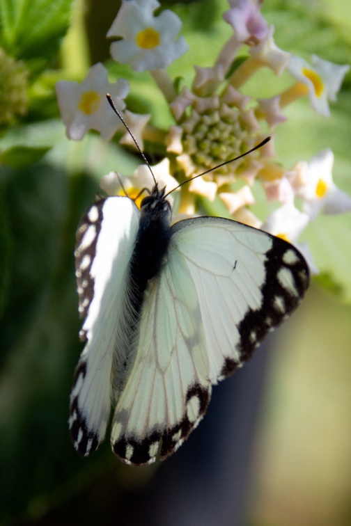 African common white
