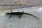 Kleine salamander