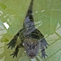 Chinese aligator