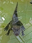 Chinese aligator