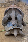 Aldabara reuzenschildpad