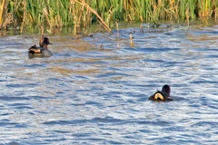 Wintertaling (links ♂, rechts ♀)