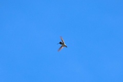 Costa's kolibrie