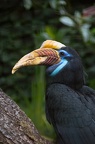 Sulawesi jaarvogel