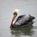 Humboldt pelikaan