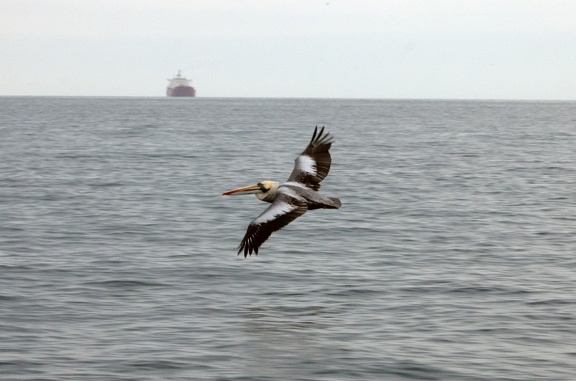 Humboldt pelikaan