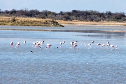 Kleine flamingo