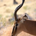 Impala (♂)
