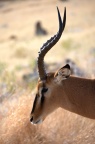Impala (♂)