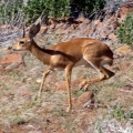 Steenbokantilope