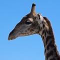 Angola giraffe