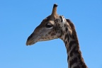 Angola giraffe