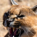 Caracal