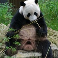 Panda (♂ Xing Ya)